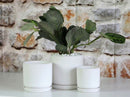 Cylinder with Attached Saucer By Plantatorem