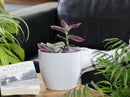 Peace Lily Cache Pot By Plantatorem