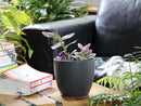 Peace Lily Cache Pot By Plantatorem