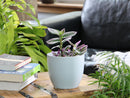 Peace Lily Cache Pot By Plantatorem