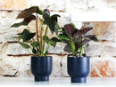 Monstera Cache Pot By Plantatorem
