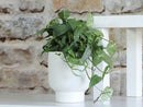 Monstera Cache Pot By Plantatorem