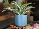 Brush Comb Planter By Plantatorem