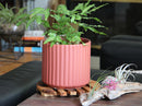 Brush Comb Planter By Plantatorem