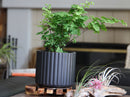 Brush Comb Planter By Plantatorem