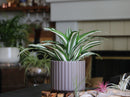 Brush Comb Planter By Plantatorem
