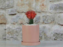 Cylinder Pot with Detached Saucers (LARGE) By Plantatorem