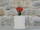 Cylinder Pot with Detached Saucers (LARGE) By Plantatorem