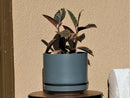 Melrose Modern Planter- 10.0" x 10.5" By Plantatorem