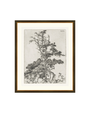 Pine Etchings 2