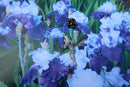 Iris Lapel Pin