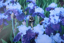 Iris Lapel Pin