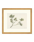 Pastel Mistletoe