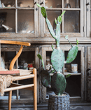 Artificial Cactus in Pot Various Styles