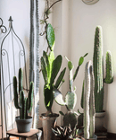 Artificial Cactus in Pot Various Styles