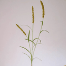 Three-Headed Dogtail Grass Stem 39" Tall