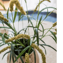Three-Headed Dogtail Grass Stem 39" Tall