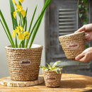 Garden Basket Cement Planter