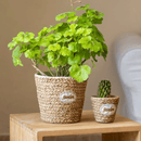 Garden Basket Cement Planter