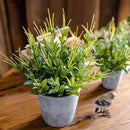 Golden Needle Potted Plant