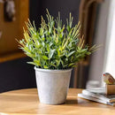 Golden Needle Potted Plant