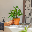 Mini Faux Potted Green Plant