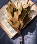 Artificial Oval Leaf Eucalyptus Stem Bundle in Brown 18" Tall Faux