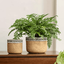 Patterned Rattan Cement Planter