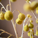 Artificial Plane Tree Fruit Stem 48" Tall