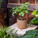 Rattan Texture Cement Planter