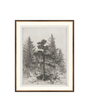 Pine Etching