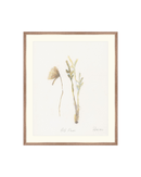 Wild Flowers II