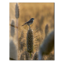 Wheatfield Bird Glass Wall Art – Serene Nature Scene with Golden Light & Minimalist Charm-KAFCD017