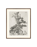 Pine Etchings 2