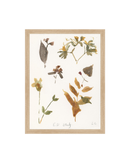 E.D Botanical Study