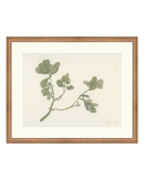Pastel Mistletoe