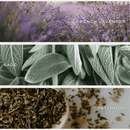 Lavender and Sage Soy Candle - Tinted Glass Jar - 12 oz