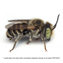 Summer Leaf Bees - (200ct) Free FedEx 2-Day Mail