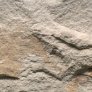Fossil Rustic Random Sized Natural Sandstone Loose Veneer Ledgestone - MSI Collection