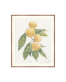 Mandarin