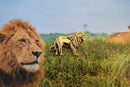 Lion Gold Lapel Pin