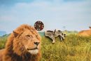 Lion Lapel Pin