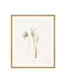 Wild Flowers II