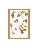 E.D Botanical Study