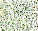 Lollipops
