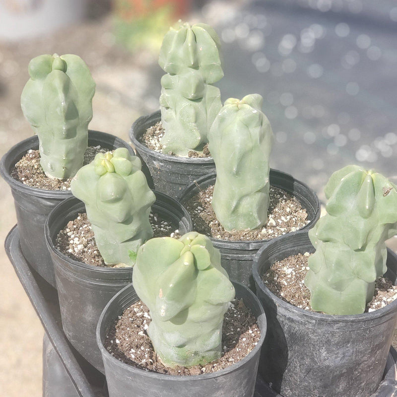 Lophocereus schottii Monstrose Totem Pole Cactus