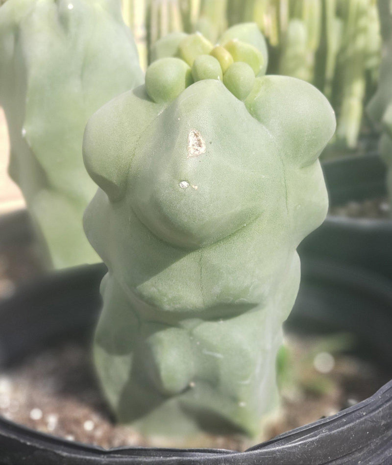 Lophocereus schottii Monstrose Totem Pole Cactus