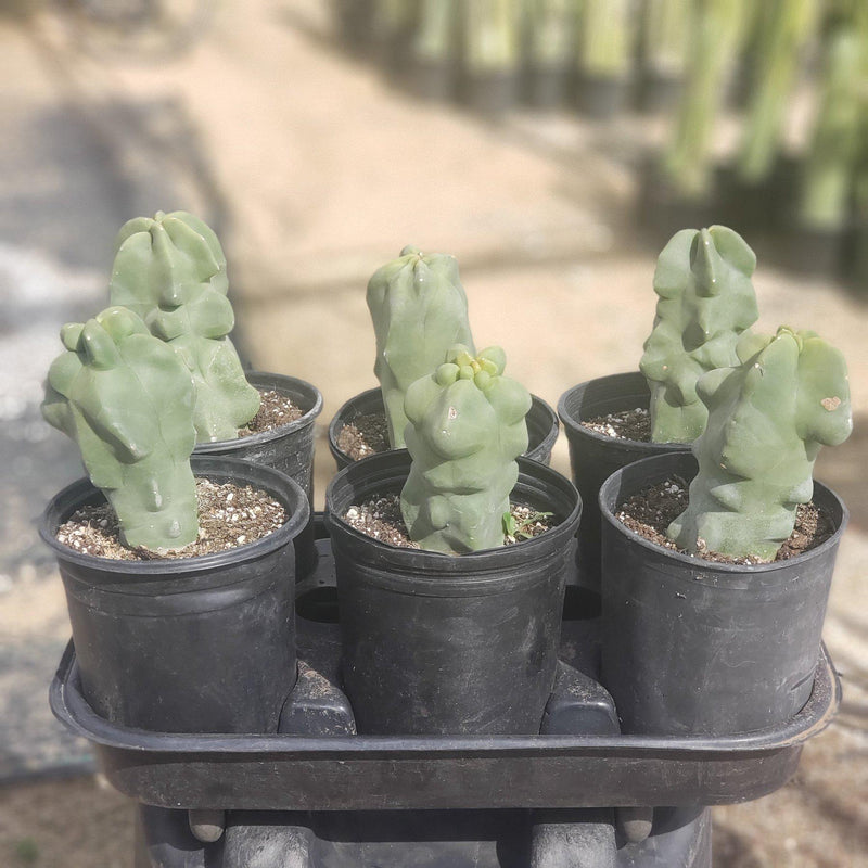 Lophocereus schottii Monstrose Totem Pole Cactus