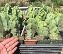Lophocereus schottii Monstrose Totem Pole Cactus Potted in 3” container