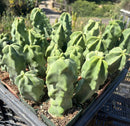 Lophocereus schottii Monstrose Totem Pole Cactus Potted in 3” container
